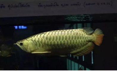 龍魚喜歡吃什么小魚：龍魚喜歡吃的小魚種類 龍魚百科 第4張