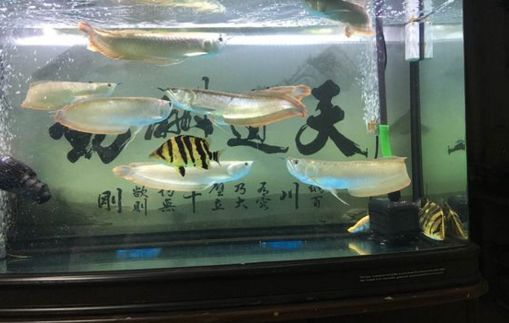 地圖和銀龍魚(yú)混養(yǎng)怎么喂食：地圖和銀龍魚(yú)混養(yǎng)時(shí)，喂食時(shí)應(yīng)注意哪些事項(xiàng) 水族問(wèn)答 第2張