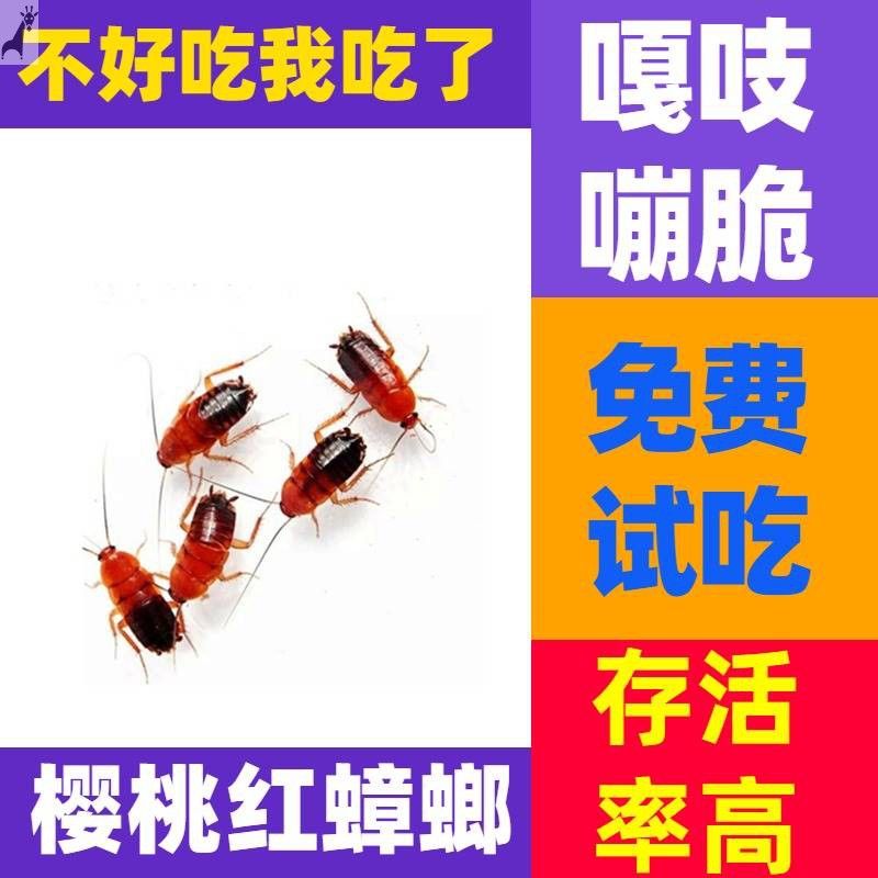 龍魚多久喂一次蝎子：龍魚多久喂一次蝎子？龍魚喂養(yǎng)頻率 龍魚百科 第4張