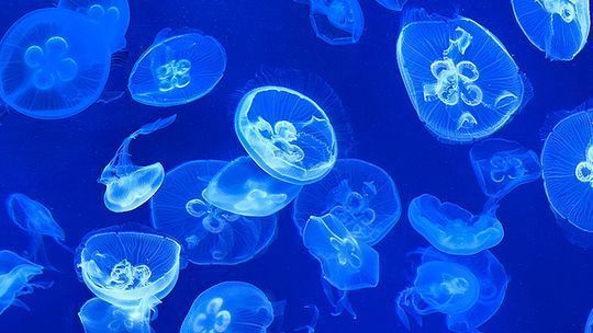 水族館要門票嗎現(xiàn)在開放嗎：上海海洋水族館實行預約制度確保游客體驗和安全 水族館百科（水族館加盟） 第4張