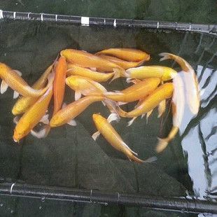 低價個人出售龍魚違法嗎：個人出售龍魚違法嗎？ 水族問答