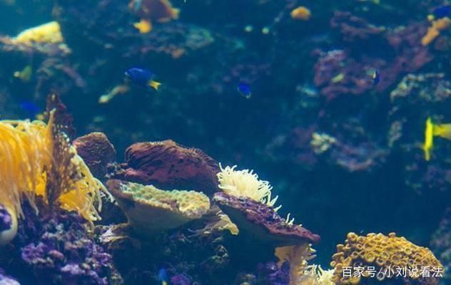 中國第一大水族館：上海海洋水族館 水族館百科（水族館加盟） 第3張