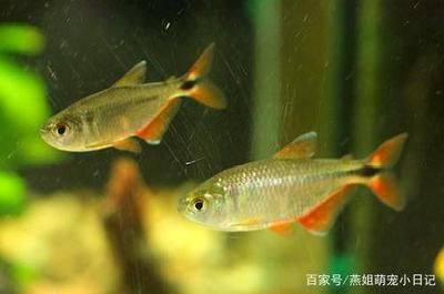 雕刻金龍魚的精品做法：制作金龍魚的精細工藝 水族問答 第2張