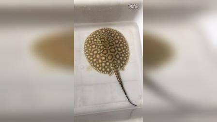 黑金魟魚繁殖后飼料搭配指南：黑金魟魚在繁殖后的飼料搭配至關(guān)重要，以保障幼魚的健康成長和提高成活率 魟魚百科 第2張