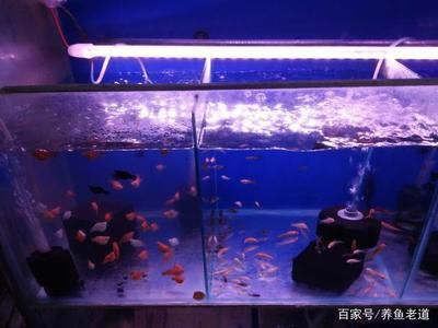 觀賞魚繁殖水溫控制要點(diǎn)：觀賞魚繁殖時(shí)水溫的控制