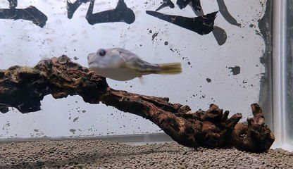 釣魚大咖金龍魚怎么釣：金龍魚的釣魚技巧 水族問答 第2張