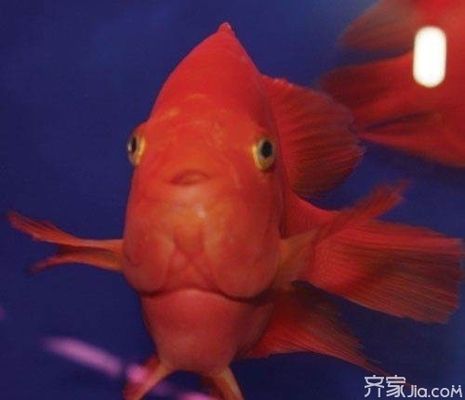 元寶鳳凰魚怎么養(yǎng)的好看又好養(yǎng)活呢圖片：元寶鳳凰魚的飼養(yǎng)和護(hù)理 元寶鳳凰魚百科 第5張