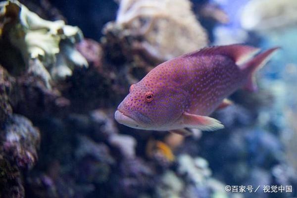 釣魚(yú)生活銀龍魚(yú)怎么釣：釣銀龍魚(yú)需要什么樣的裝備？ 水族問(wèn)答 第1張