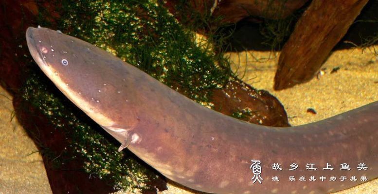 釣魚(yú)生活銀龍魚(yú)怎么釣：釣銀龍魚(yú)需要什么樣的裝備？ 水族問(wèn)答 第2張