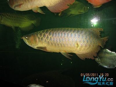 龍魚01：飼養(yǎng)龍魚需要提供合理的環(huán)境、合理的飲食和良好的健康管理 龍魚百科 第3張