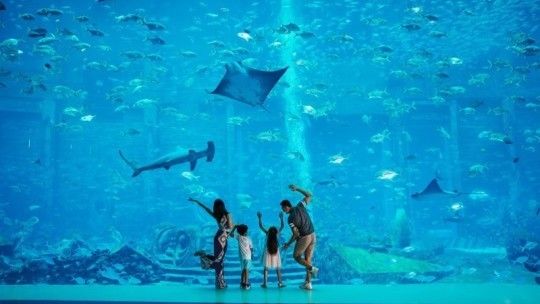 三亞亞特水族館簡介：三亞亞特蘭蒂斯失落的空間水族館 水族館百科（水族館加盟） 第5張