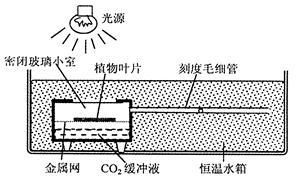 魚缸燈光定時器使用技巧：使用環(huán)境，魚缸燈光定時器對提高養(yǎng)魚便利性與體驗的影響