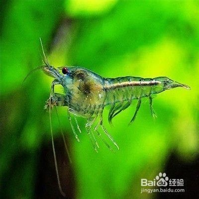 如何保持觀賞魚水質(zhì)清潔：如何保持觀賞魚的水質(zhì)清潔 觀賞魚百科 第3張