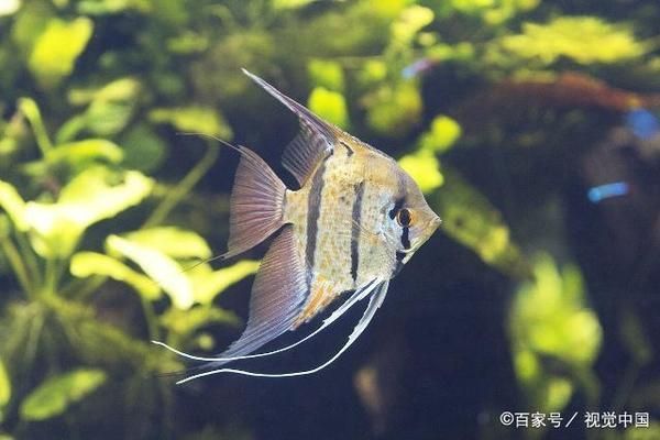 觀賞魚(yú)疾病預(yù)防的科學(xué)投喂方法：觀賞魚(yú)疾病的預(yù)防與科學(xué)投喂密切相關(guān)合理喂養(yǎng)方式 觀賞魚(yú)百科 第4張