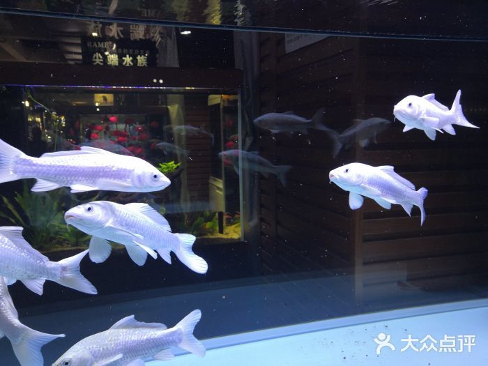 昆明水族批發(fā)市場：昆明水族批發(fā)市場在哪里 全國觀賞魚市場 第2張