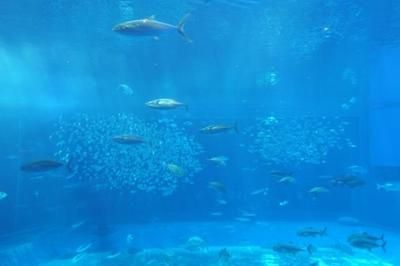 水族館店面擺設效果圖：水族館店面擺設設計 水族館百科（水族館加盟） 第2張