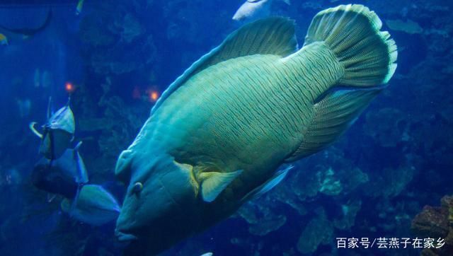 水族館店鋪里有什么動物：水族館店鋪的動物種類多樣 水族館百科（水族館加盟） 第5張