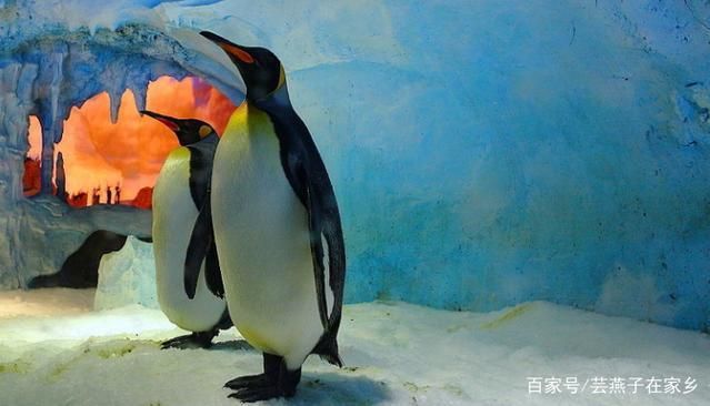 水族館店鋪里有什么動物：水族館店鋪的動物種類多樣 水族館百科（水族館加盟） 第4張