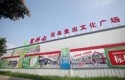 高檔觀賞魚品牌建設(shè)：品高檔觀賞魚品牌建設(shè) 觀賞魚百科 第4張