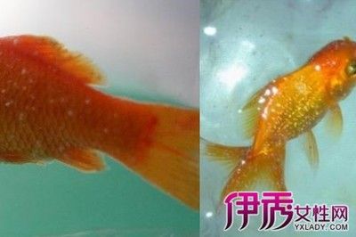 水族館魚(yú)缸制作方法：關(guān)于水族館魚(yú)缸制作方法的網(wǎng)站推薦 水族館百科（水族館加盟） 第4張