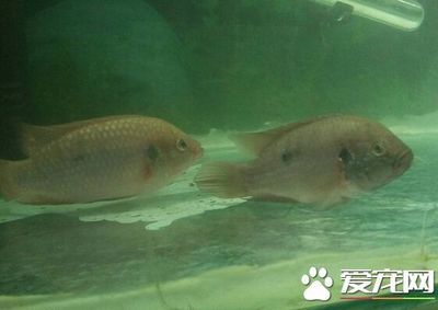 頂級龍魚批發(fā)廠家排名：頂級龍魚批發(fā)廠家排名中哪家的產(chǎn)品質(zhì)量最穩(wěn)定，售后服務(wù)最好？ 水族問答 第1張