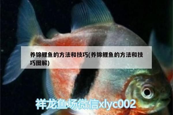 黑金魟魚冬季養(yǎng)護技巧：關于黑金魟魚冬季養(yǎng)護技巧并沒有完全相關的介紹 魟魚百科 第3張