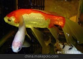 聊城觀賞魚批發(fā)市場(chǎng) 全國觀賞魚市場(chǎng) 第7張