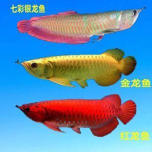 金龍魚與金老虎魚區(qū)別：金龍魚與金老虎魚在形態(tài)特征和生活習(xí)性上存在差異 金龍魚百科 第3張