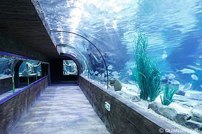 水族館誰(shuí)負(fù)責(zé)管理：水族館的管理責(zé)任通常由水母館或水族館管理委員會(huì)承擔(dān)