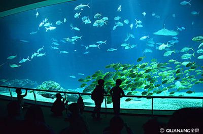 水族館誰負(fù)責(zé)管理：水族館的管理責(zé)任通常由水母館或水族館管理委員會承擔(dān) 水族館百科（水族館加盟） 第4張