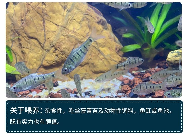 觀賞魚(yú)混養(yǎng)水質(zhì)管理方法：觀賞魚(yú)混養(yǎng)水草選擇指南 觀賞魚(yú)百科 第5張