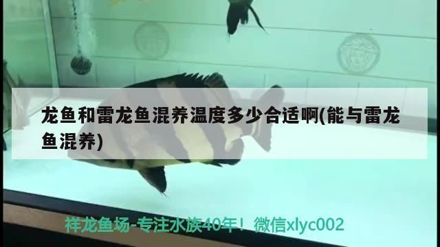 龍魚雷龍混養(yǎng)：雷龍魚和龍魚可以混養(yǎng)嗎 龍魚百科 第1張