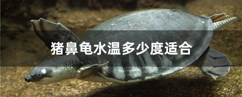 豬鼻龜溫度27度有事嗎：豬鼻龜不需要冬眠嗎 豬鼻龜百科 第7張