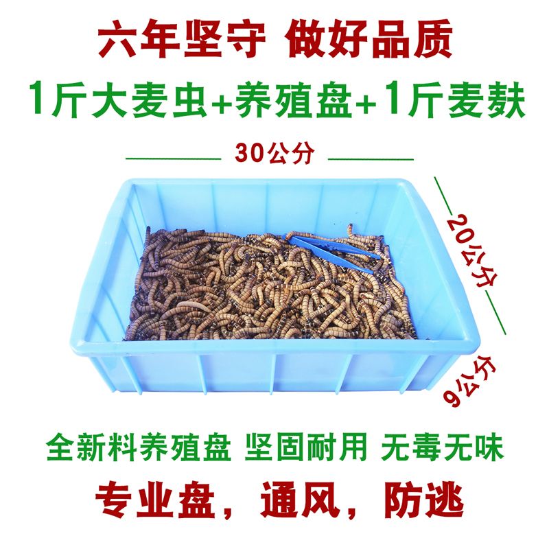 金龍魚繁殖期飼料自制方法：自制金龍魚繁殖期飼料保存技巧 金龍魚百科 第2張