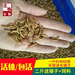 金龍魚繁殖期飼料自制方法：自制金龍魚繁殖期飼料保存技巧 金龍魚百科 第3張