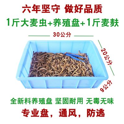 金龍魚繁殖期飼料自制方法：自制金龍魚繁殖期飼料保存技巧 金龍魚百科 第5張