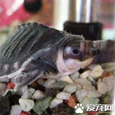 豬鼻龜飼養(yǎng)方法大全圖解：豬鼻龜怎么養(yǎng)飼養(yǎng)豬鼻龜?shù)?大注意事項，豬鼻龜怎么養(yǎng) 豬鼻龜百科 第4張