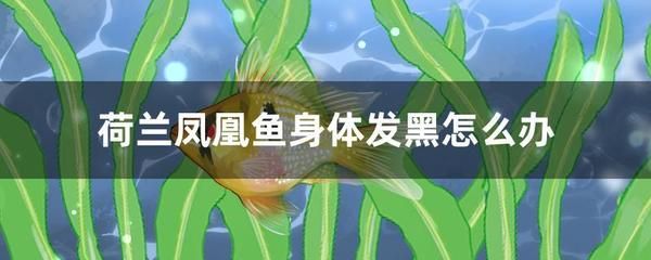 元寶鳳凰魚身體發(fā)黑是什么原因：元寶鳳凰魚身體發(fā)黑怎么辦 元寶鳳凰魚百科