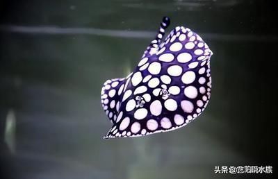 魟魚跳躍后的應(yīng)急處理方法：魟魚發(fā)生跳躍后的應(yīng)急處理方法 魟魚百科 第4張