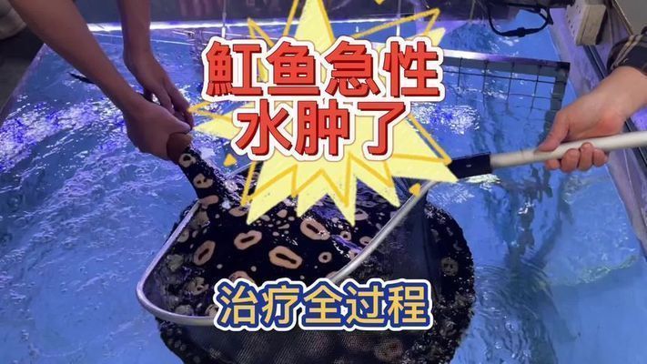 預(yù)防BD魟魚腸炎的藥物選擇：bd魟魚腸炎的治療方法