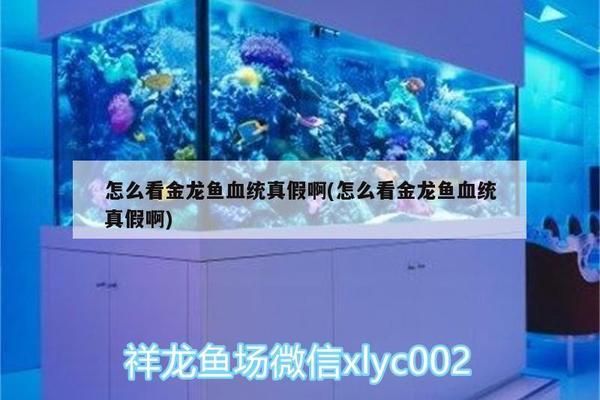 如何鑒別BD魟魚的純正血統(tǒng)？：如何鑒別bd魟魚是否為純正血統(tǒng) 魟魚百科 第3張