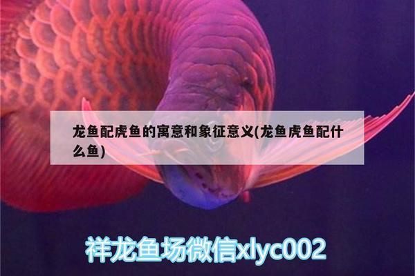 龍魚配虎魚的寓意和象征意義：龍魚與虎魚混養(yǎng)風(fēng)水講究，龍魚虎魚混養(yǎng)成功案例 龍魚百科 第4張