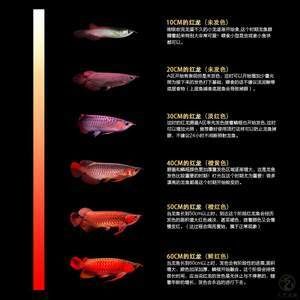 紅龍魚(yú)搭配什么魚(yú)最好看：與紅龍魚(yú)搭配效果較好的幾種魚(yú)種 紅龍魚(yú)百科 第2張