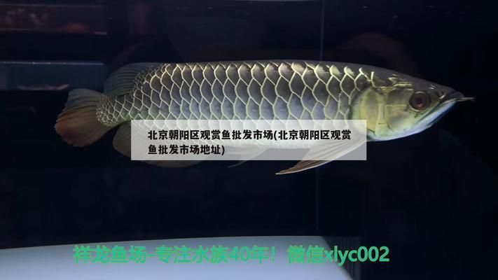 朝陽觀賞魚批發(fā)市場：北京朝陽區(qū)觀賞魚批發(fā)市場 全國觀賞魚市場 第6張