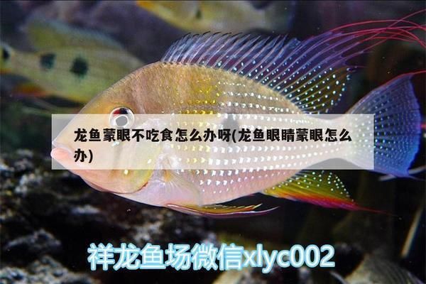 元寶鳳凰魚(yú)不吃食：元寶鳳凰魚(yú)不吃食可能是由多種因素引起的 元寶鳳凰魚(yú)百科 第1張