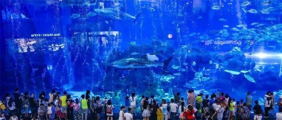 成都最大的水族館在哪里：成都最大的水族館