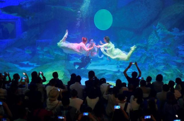 成都最大的水族館在哪里：成都最大的水族館 水族館百科（水族館加盟） 第4張