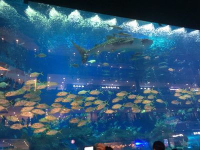 成都最大的水族館在哪里：成都最大的水族館