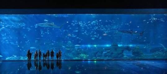 成都最大的水族館在哪里：成都最大的水族館