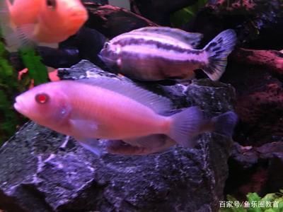 觀賞魚(yú)行業(yè)未來(lái)發(fā)展趨勢(shì)：觀賞魚(yú)產(chǎn)業(yè)的發(fā)展趨勢(shì) 觀賞魚(yú)百科 第3張